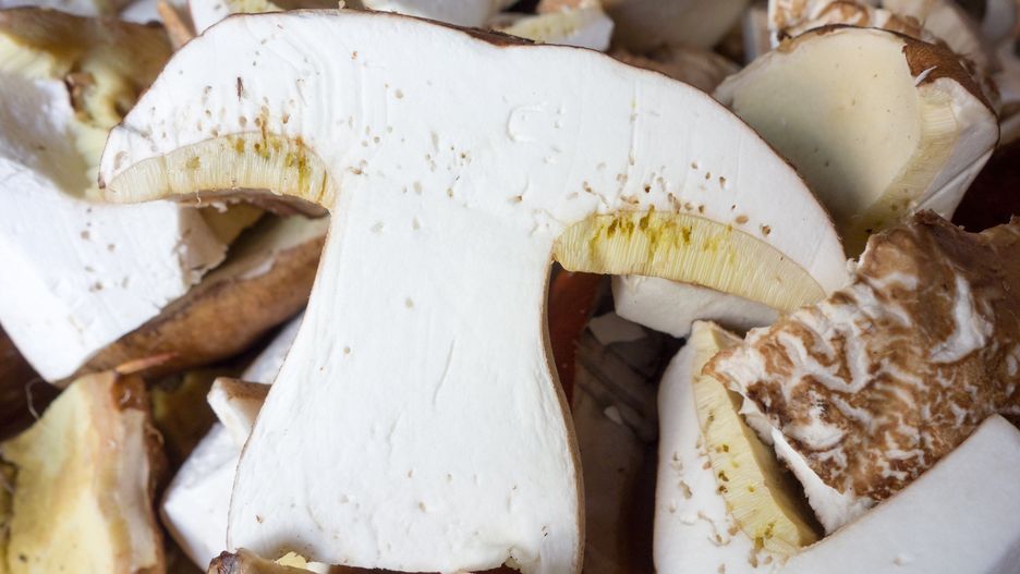 Forest Mushroom
Wild Boletus Edulis with worms
alexandrumagurean
Brown, Cepe, Close-up, Edible Mushroom, Food, Forest, Freshness, Fungus, Growth, Healthy Eating, Mushroom, Nature, Worm