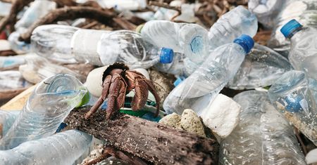 Przełomowy sposób na plastik w oceanie. Naukowcy nakarmią nim bakterie