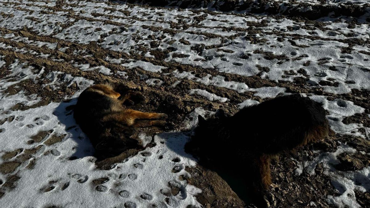 Martwe psy i lisy znajdują mieszkańcy Błaszek i Wrób