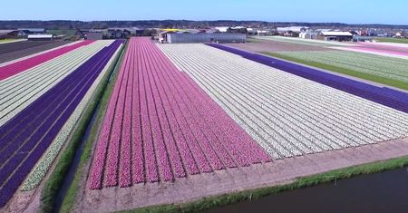 Film dnia. Co za kolory! Dron nad polem kwiatów