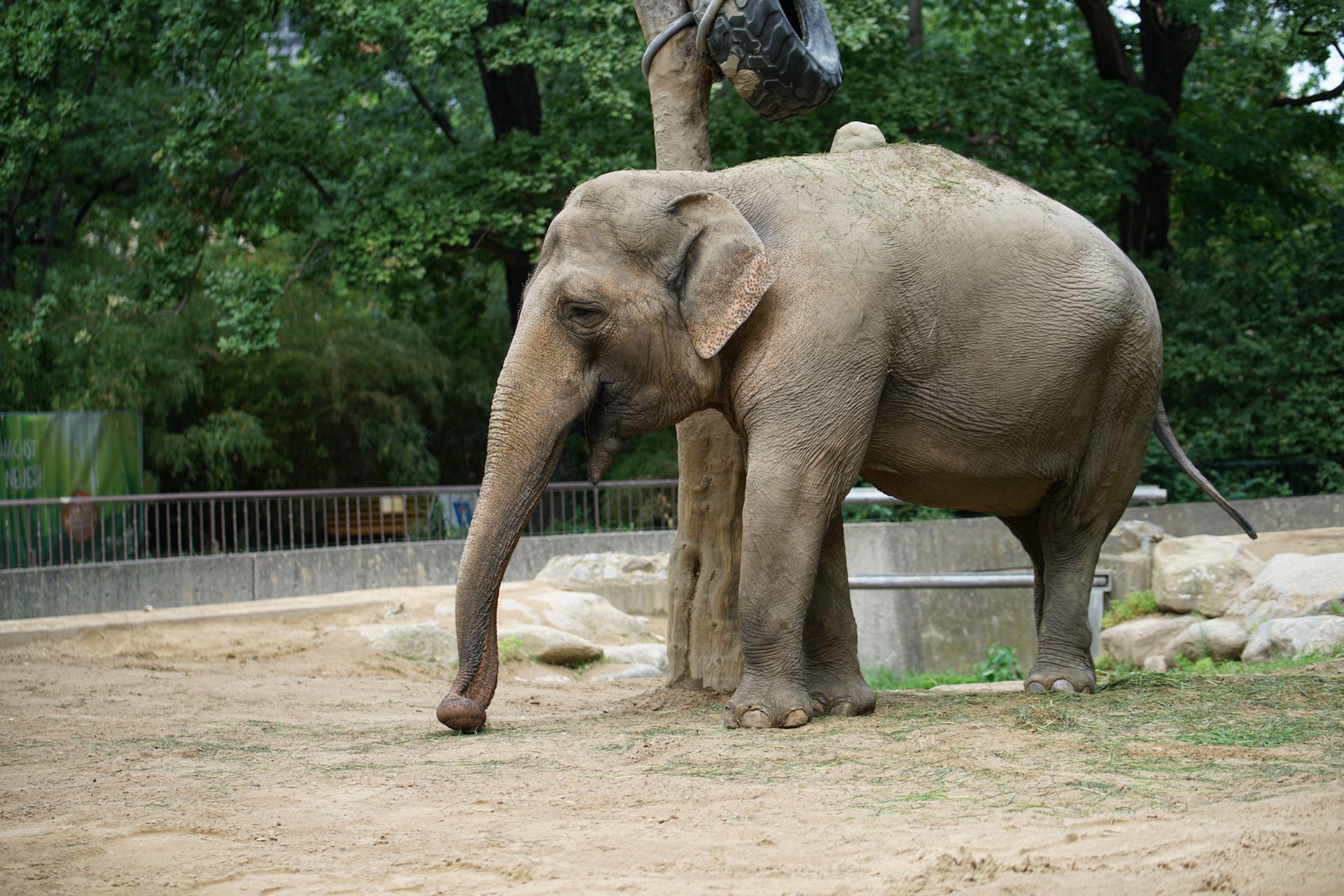 Sony FE 70–200 mm f/2.8 GM OSS - zdjęcia przykładowe z ZOO w Berlinie 8
