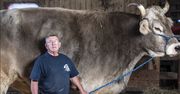Największy wół na świecie. Wpisano go do księgi rekordów