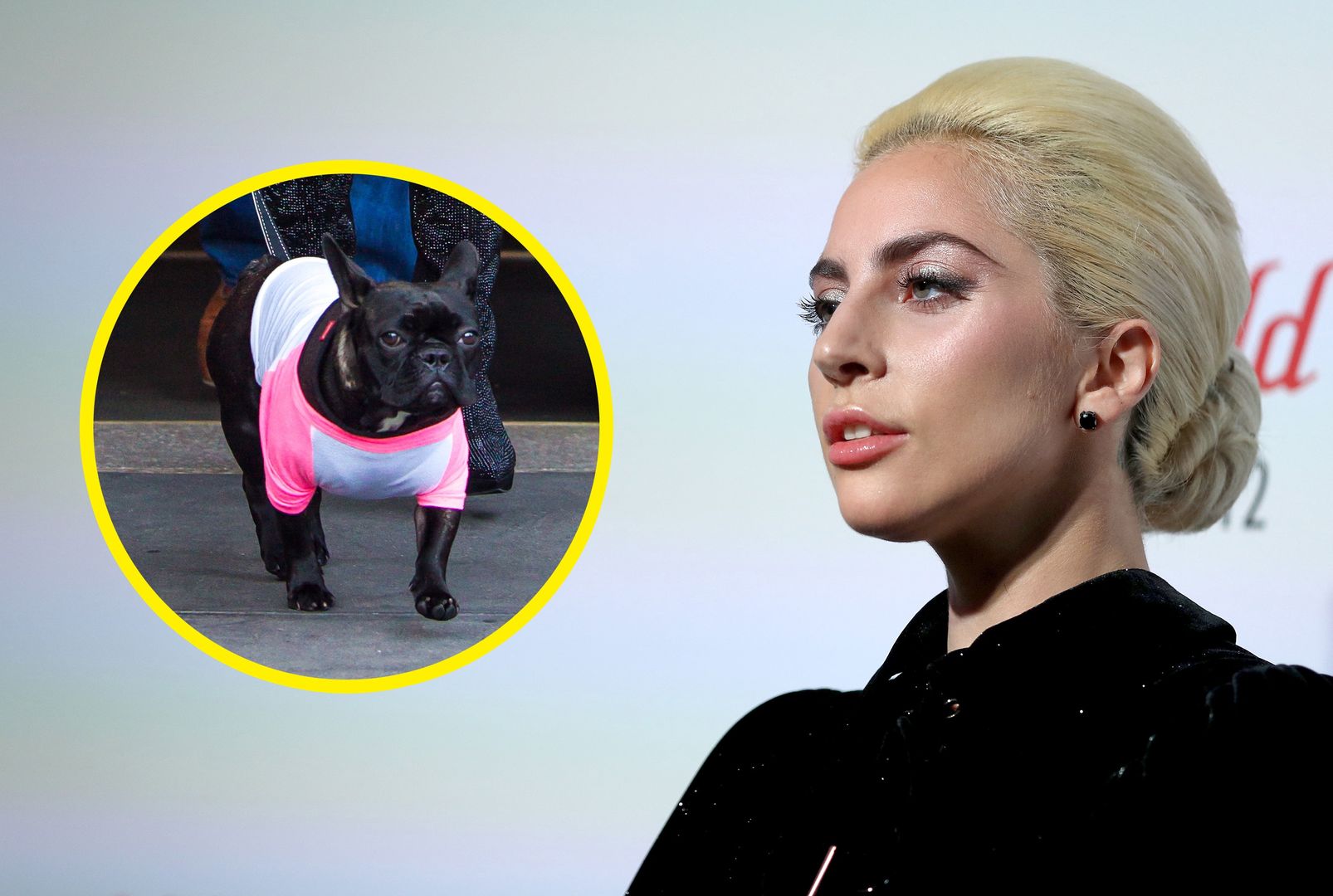 Porwano psy Lady Gagi. Piosenkarka wyznaczyła gigantyczną nagrodę