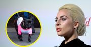 Porwano psy Lady Gagi. Piosenkarka wyznaczyła gigantyczną nagrodę