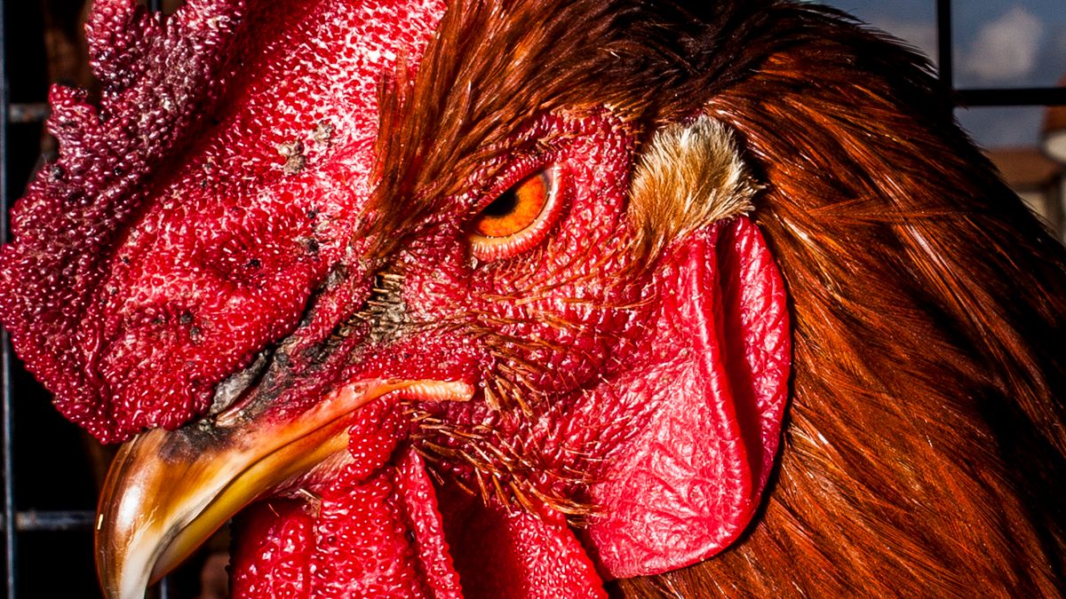 Salvatore Matarazzo bada darwinowskie podobieństwa między ludźmi i zwierzętami w swoim najnowszym ulicznym projekcie 1