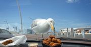 Mewa terroryzuje klientów. Ma tylko jeden cel