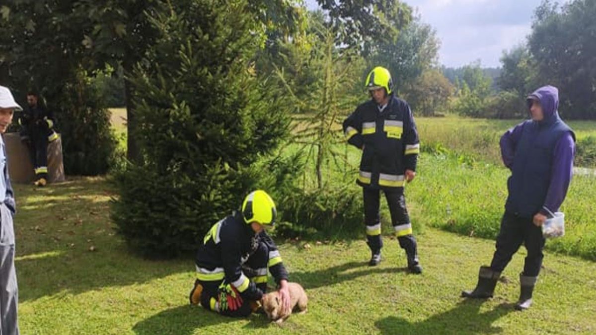 Grzybiarz nie zlekceważył skomlenia psa. Dzięki temu czworonóg otrzymał pomoc na czas 