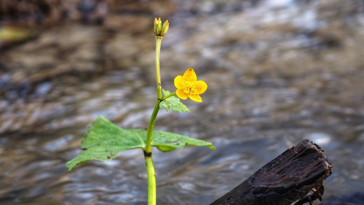 W polskim lesie pojawiły się kaczeńce, zupełnie jak na wiosnę