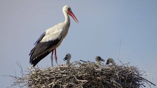 Woj. warmińsko-mazurskie: Ochrona bociana. Można zgłaszać gniazda do przeniesienia