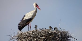 Woj. warmińsko-mazurskie: Ochrona bociana. Można zgłaszać gniazda do przeniesienia