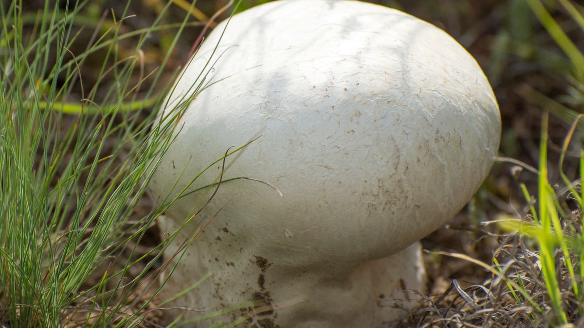 Purchawka olbrzymia (Calvatia gigantea) rosnąca na łące