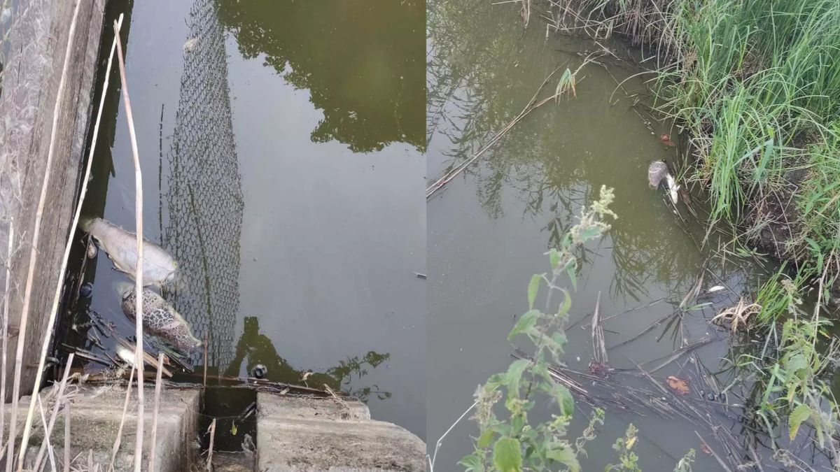 Śnięte ryby na terenie Rezerwatu Kwiecewo