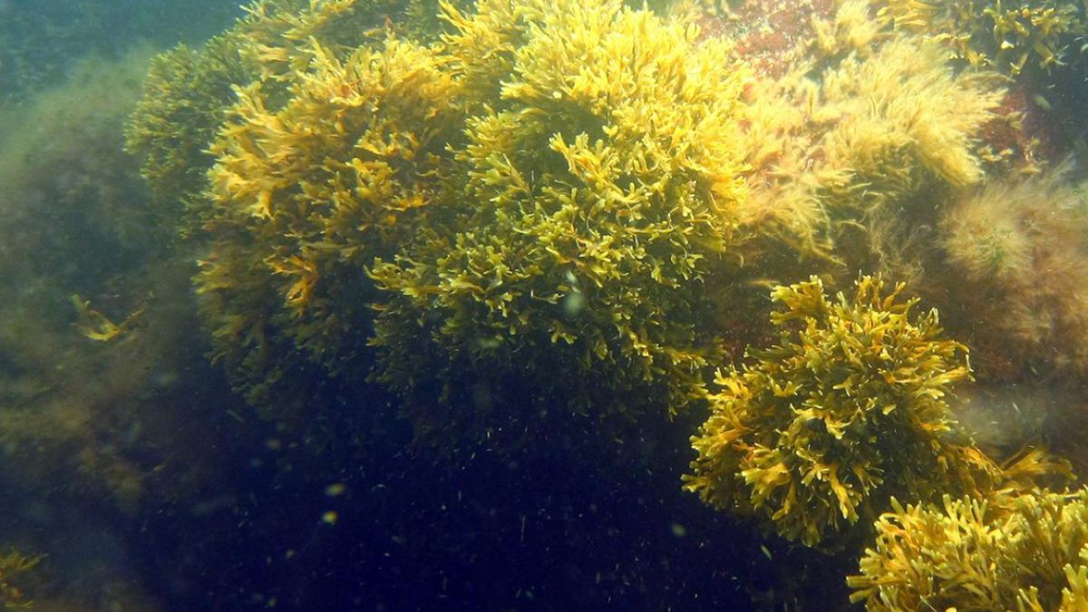 Rozciąga się na odległość 500 km. Znaleziono klon w Bałtyku