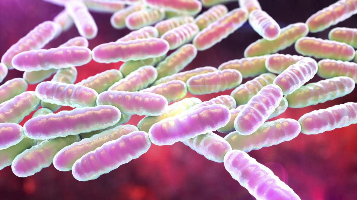 Probiotyki poprawiają funkcjonowanie śluzówki układu pokarmowego