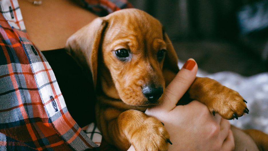 Close-Up Of Person Holding Puppy
Alena Kravchenko / EyeEm
Human Body Part, Midsection, Necklace, Curiosity, Young Women, Human Hand, Outdoors, Brown Color, Small, Puppy, Red Nail Polish, Domestic Animals, Pet Owner, New Life, Red Color, Mammal, Dog, Cute, Day, Close-Up, Young Animal, One Person, Pets, Plaid Shirt, Animal Themes, One Animal, London, United Kingdom, Horizontal Image