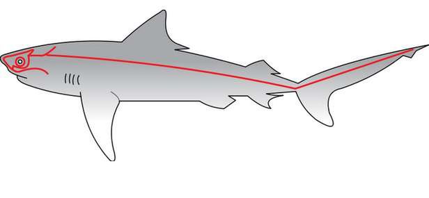 Linia boczna u współczesnego rekina (Fot. Wikimedia Commons/Chris huh/Lic. Public Domain)