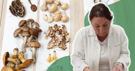 Przyniosłem kosz grzybów do sanepidu. Ekspertka za darmo je oceniła i rozpoznała trujący okaz