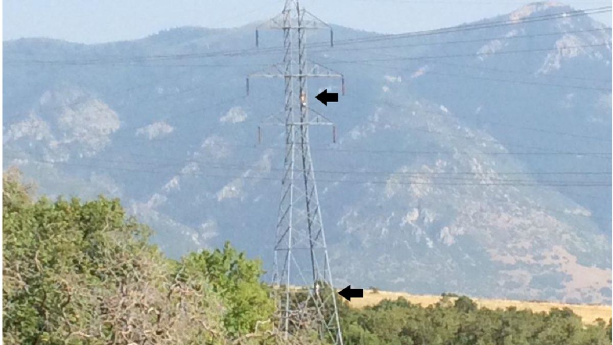 Rozkładają hamaki na słupach elektrycznych