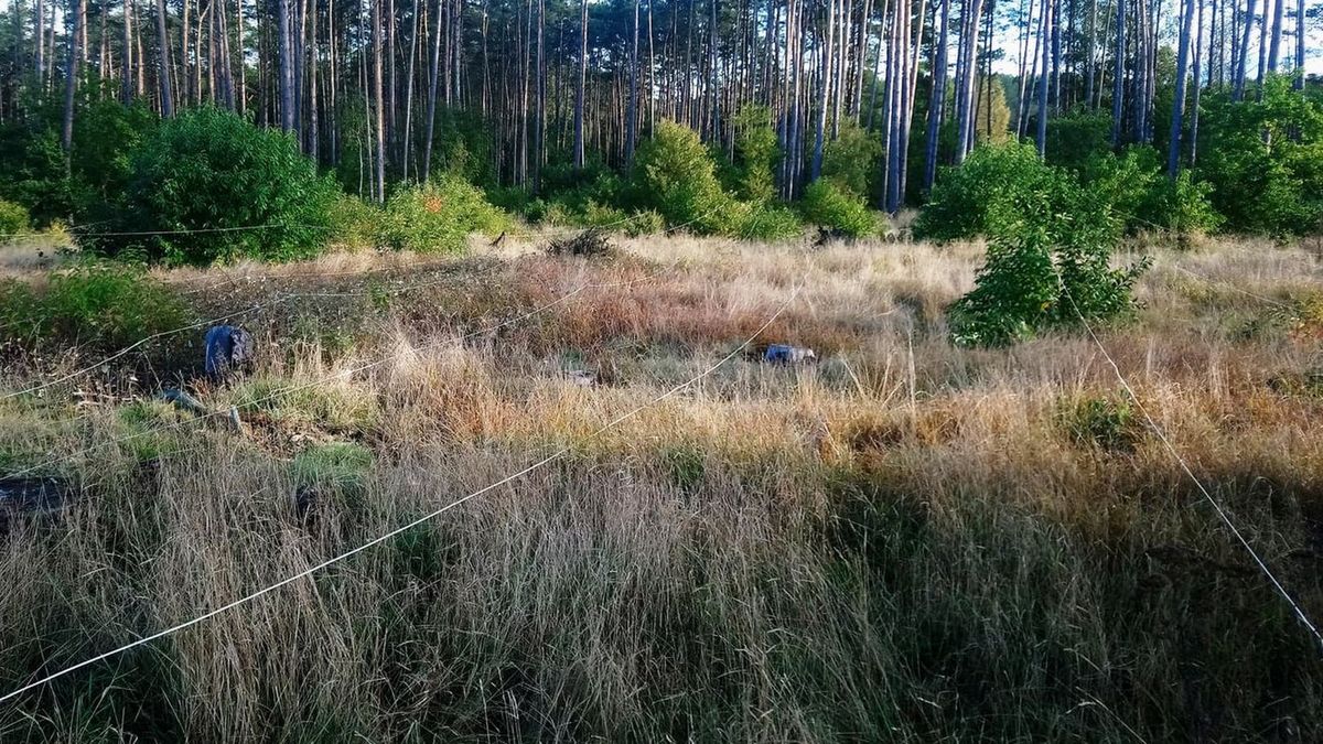 W lesie znaleziono niewybuchy z czasów II wojny światowej