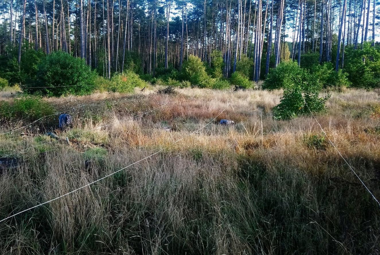 Leśnik z Polski miał przeczucie. Prawdopodobnie uratował sobie życie