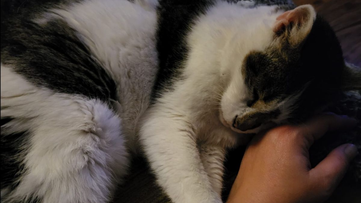 Kot rodzina cud boze narodzenie swieta