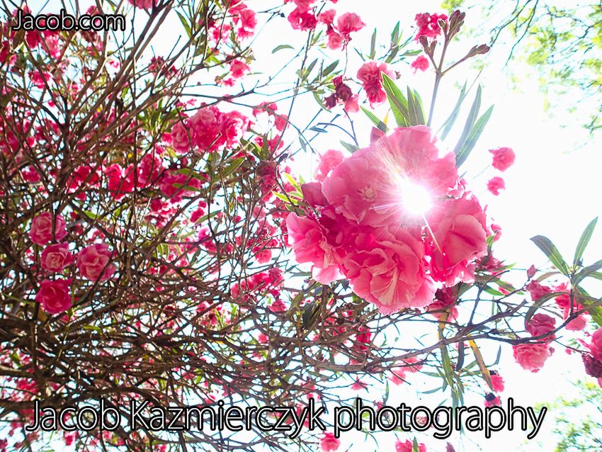 Fotograf czy photographer? 1