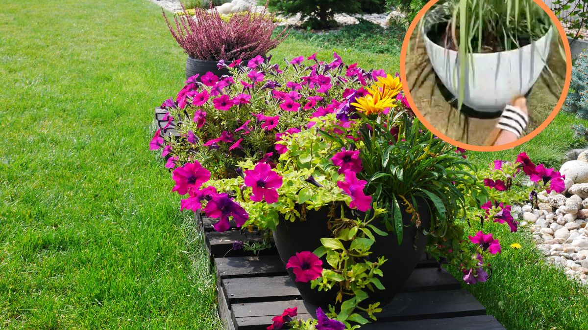 Jak sprawdzić, czy rośliny doniczkowe potrzebują wody?