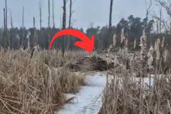 Leśniczy pokazał, co odkrył. Co za widok. "Nigdy nie róbcie tego sami"