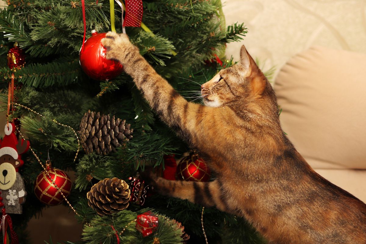 The cat is playing with the ornaments on the Christmas tree.