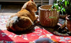 Kot przetrwał godzinę w pralce. Walczyli o jego życie całą noc