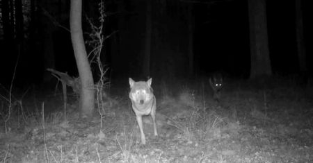 Internauci spisali go na straty. Jednak natura zaskoczyła wszystkich