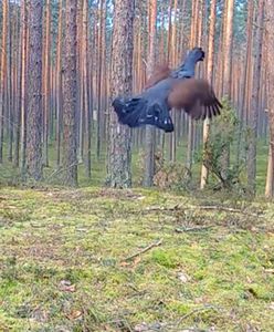 Fotopułapka zadziałała. Wideo od leśników zapiera dech