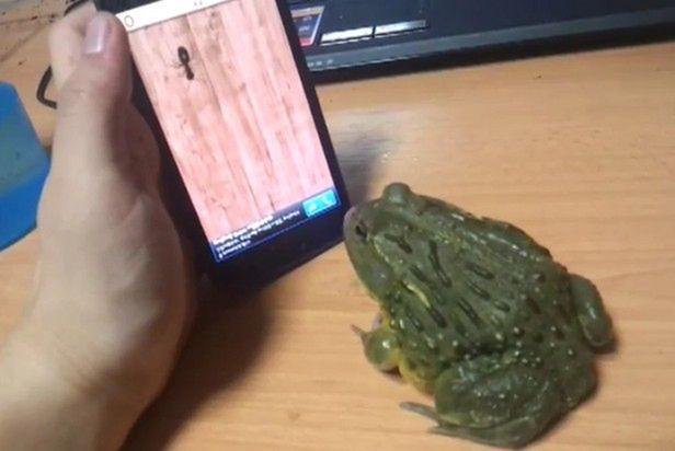 Żaba olbrzymia vs. Ant Crusher [wideo]