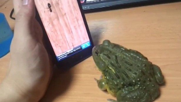 Żaba olbrzymia vs. Ant Crusher [wideo] 1