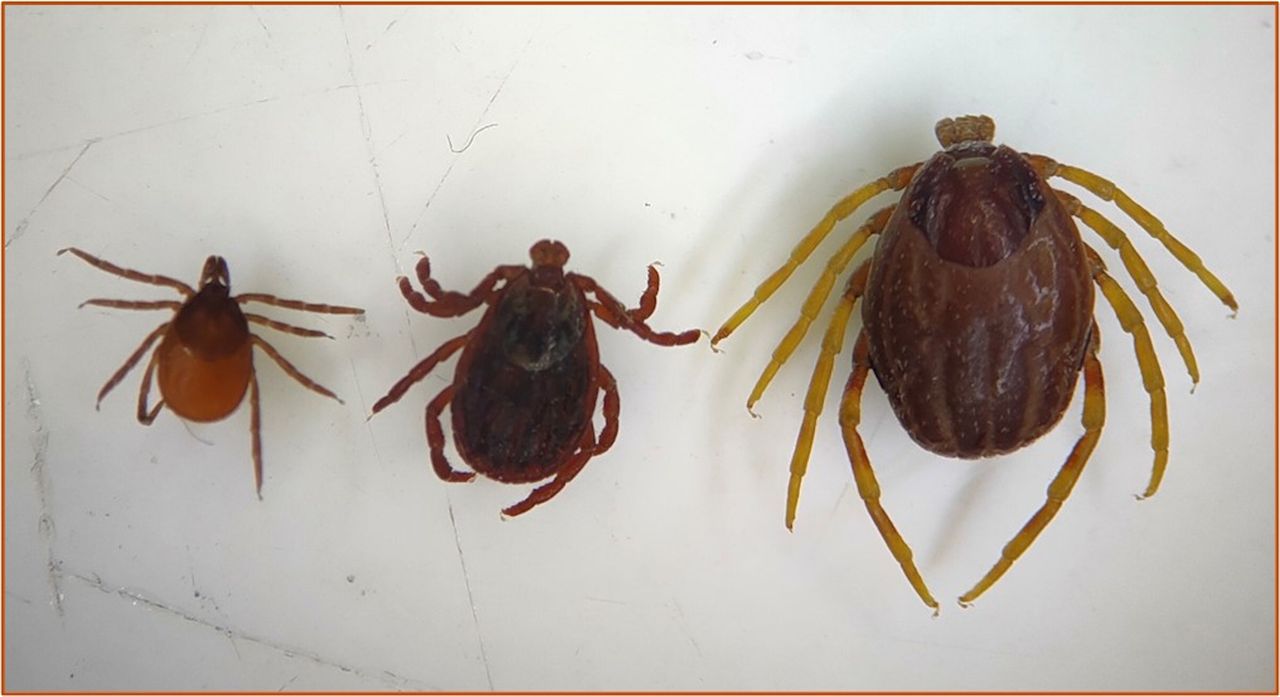 Egzotyczne kleszcze w Polsce. Eksperci alarmują