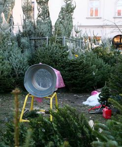 Sam wybierz i zetnij choinkę. Oto ceny drzewek przed Bożym Narodzeniem