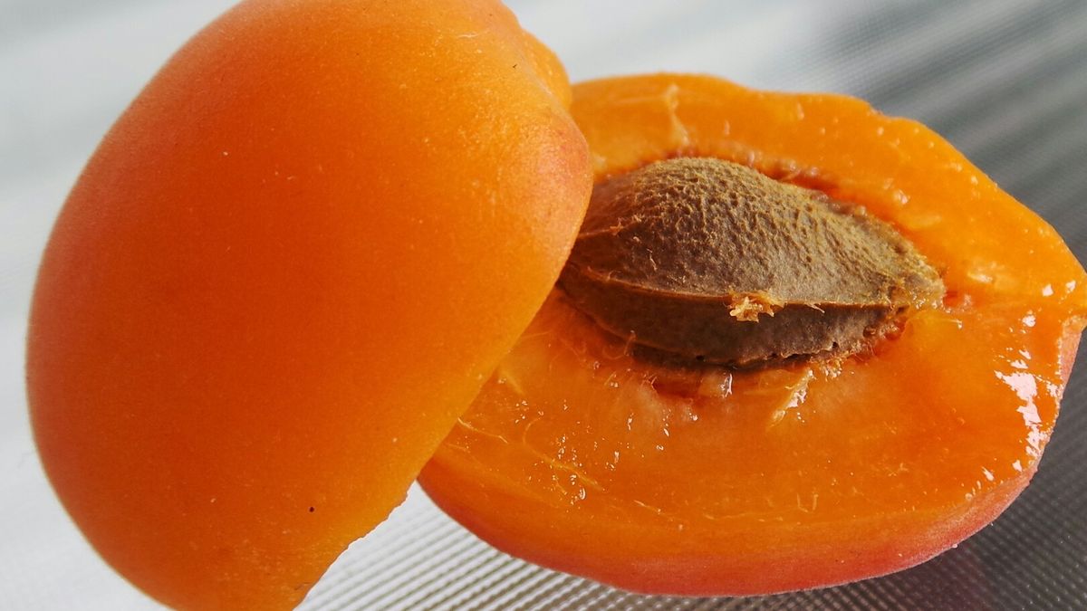 Pestki moreli w nadmiarze są toksyczne!