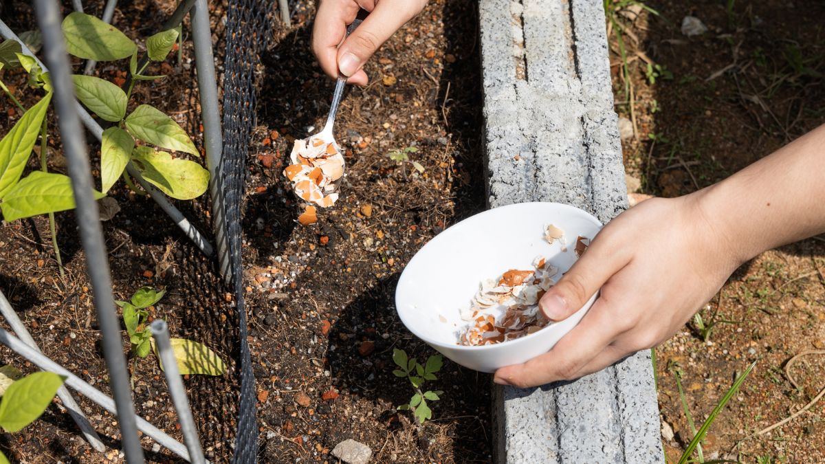 Nawożenie ziemi skorupkami po jajkach.