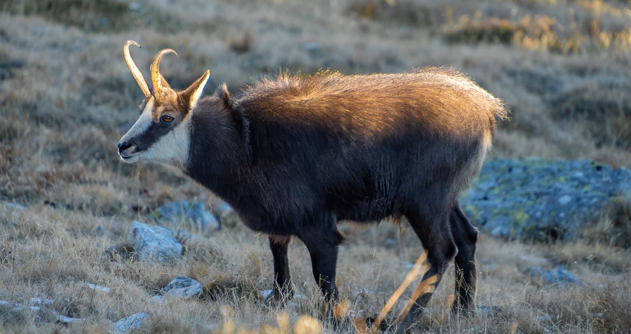 Ruszyło jesienne liczenie kozic