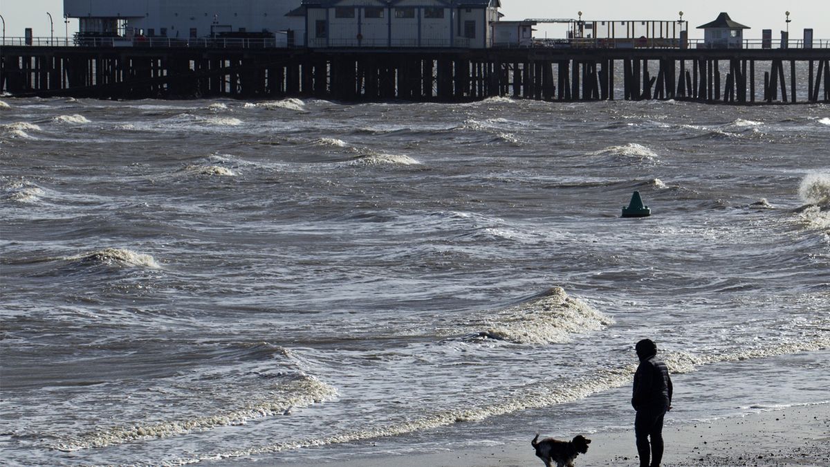 W Wielkiej Brytanii tajemnicza choroba atakuje psy