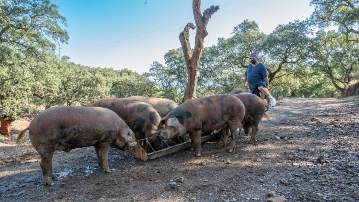 Pierwsze od ponad 30 lat przypadki afrykańskiego pomoru świń