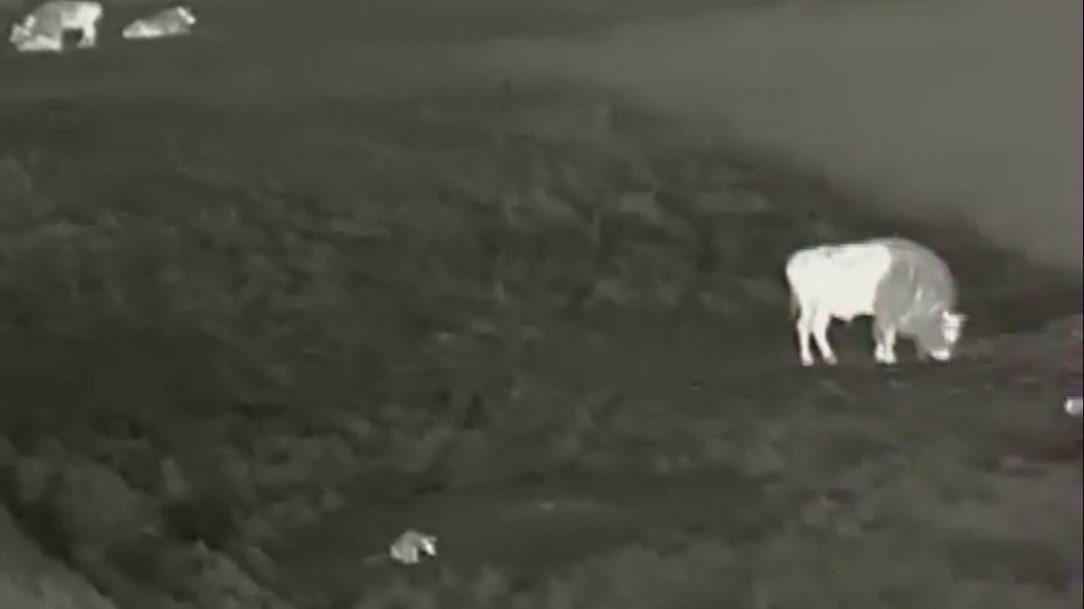 Na facebookowym profilu Nadleśnictwa Baligród (woj. podkarpackie) opublikowano niezwykłe nagranie. 