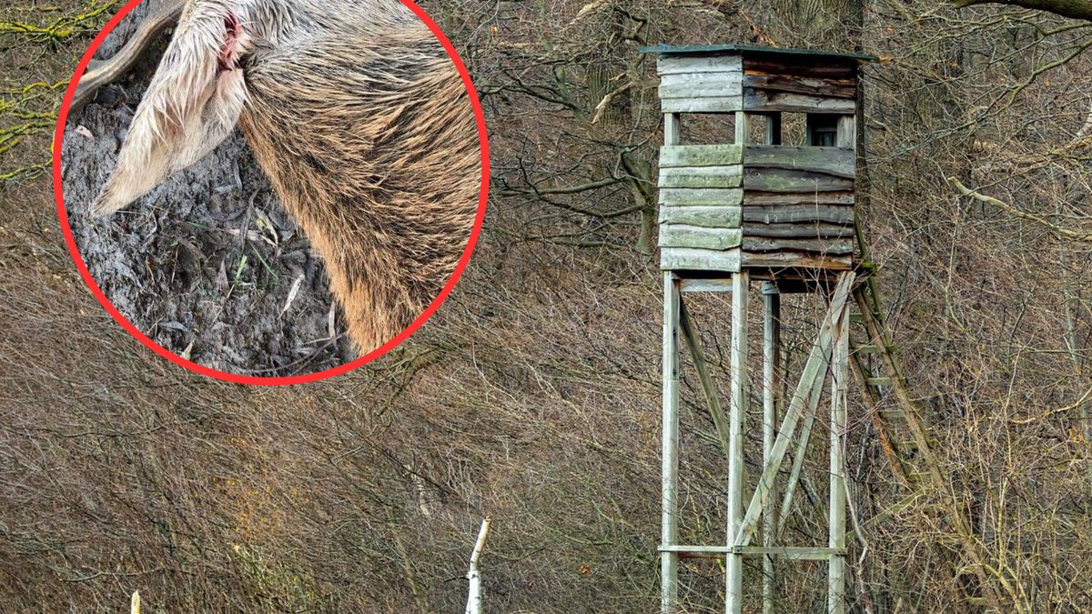 Myśliwi patrzyli, jak 7 psów zagryzło jelenia