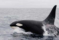 Orka Tahlequah znów spodziewa się potomstwa