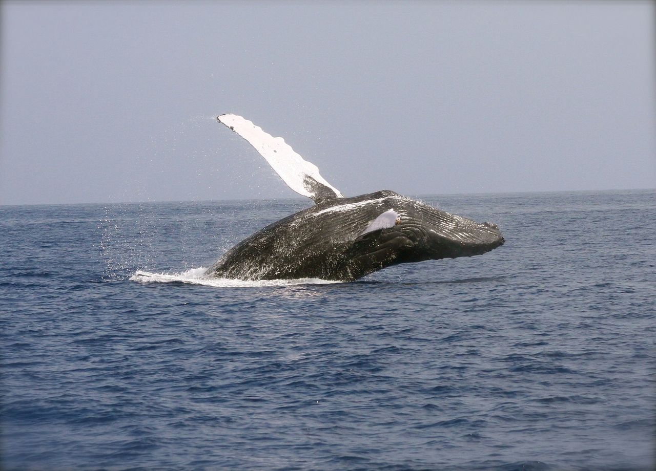 Why do whales eat plastic?