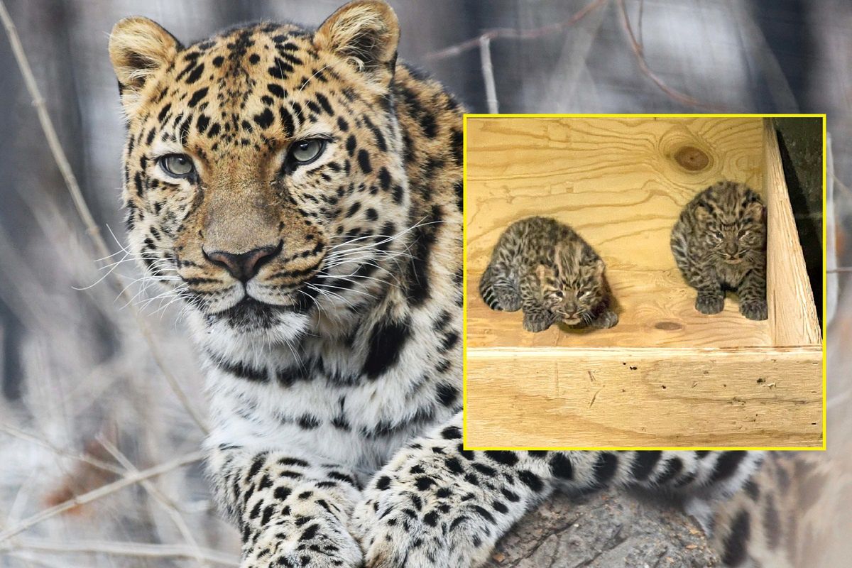 Lamparty amurskie przyszły na świat. Cud narodzin zagrożonego gatunku