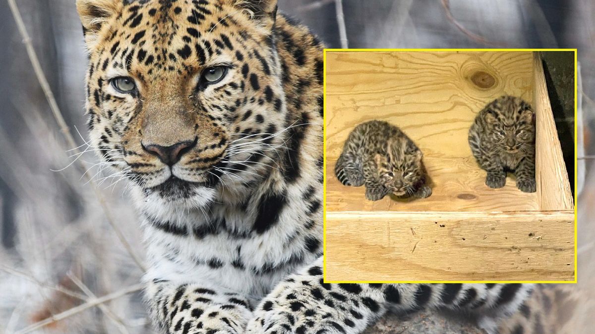 Na świecie zostało ich tylko 120. Cud narodzin w amerykańskim zoo