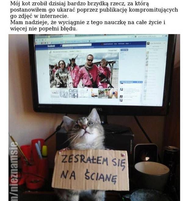 12 najgłupszych tekstów z polskiego Internetu 12