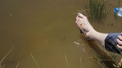 Leśnicy ostrzegają przed "Królową Grozy". Krwawienie trwa kilka godzin