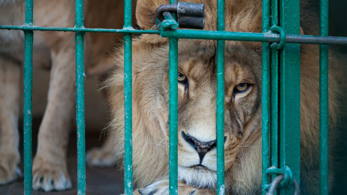 Lwy zostały przejęte przez pracowników ośrodka ochrony nad dzikimi zwierzętami 